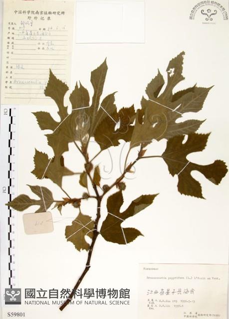 構樹藏品圖，第1張