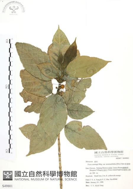 對葉榕藏品圖，第1張