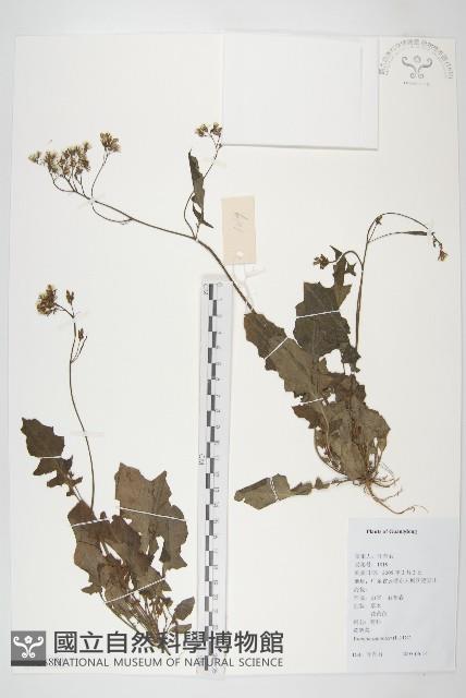 黃鵪菜藏品圖，第1張