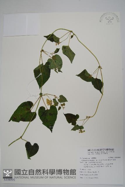 薄葉牛皮消藏品圖，第1張