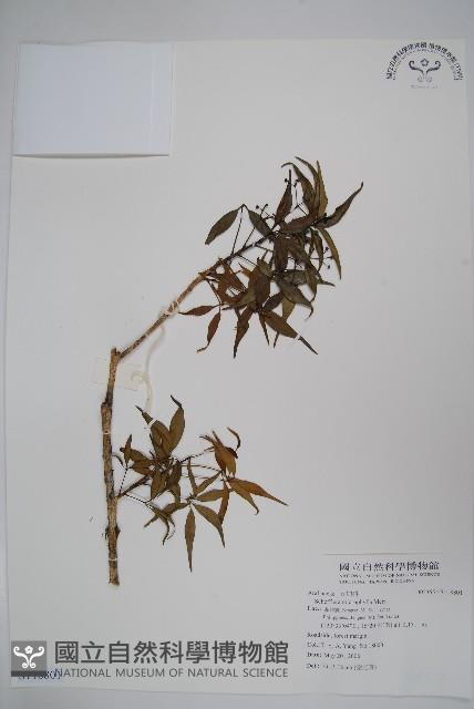 登錄號:S118801藏品圖，第1張