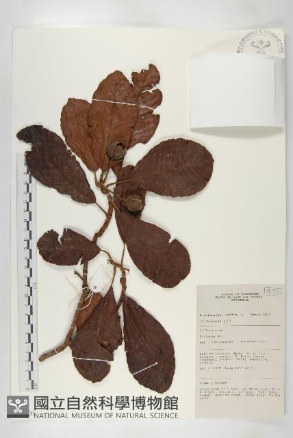 登錄號:S058801藏品圖，第1張