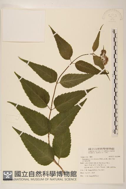 田代氏澤蘭藏品圖，第1張