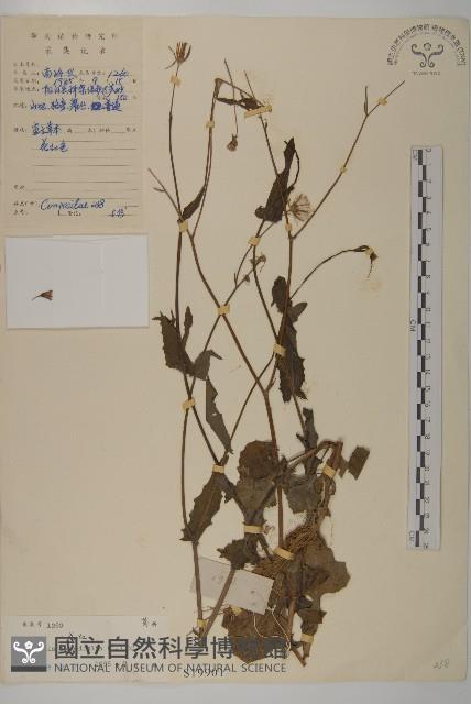 紫背草藏品圖，第1張