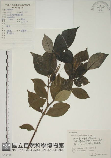 山黃梔藏品圖，第1張