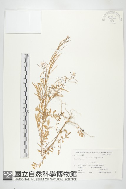 水花菜藏品圖，第1張