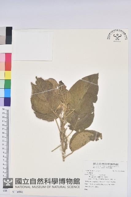 登錄號:S118901藏品圖，第1張