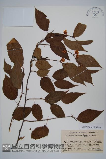 木天蓼、葛棗獼猴桃、葛棗子藏品圖，第1張