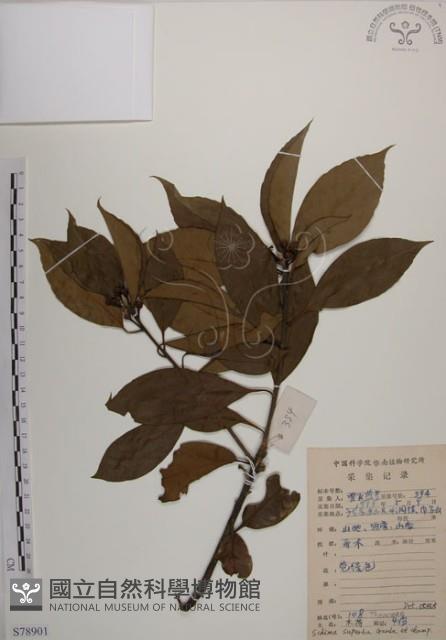 木荷藏品圖，第1張