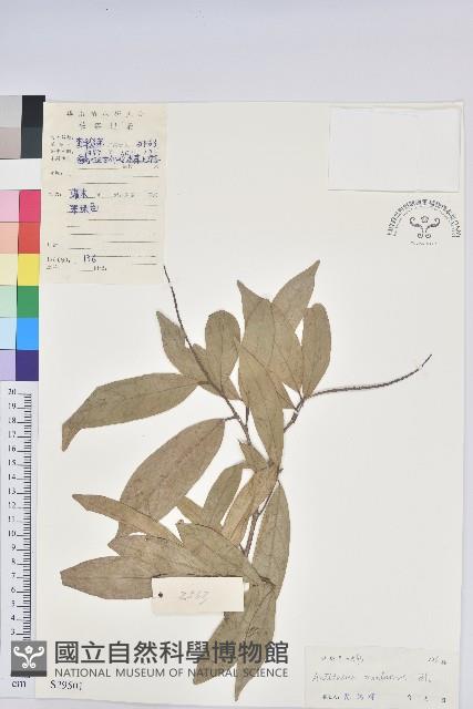 山地五月茶藏品圖，第1張