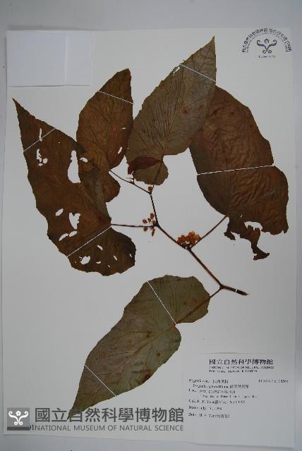 圓果秋海棠藏品圖，第1張