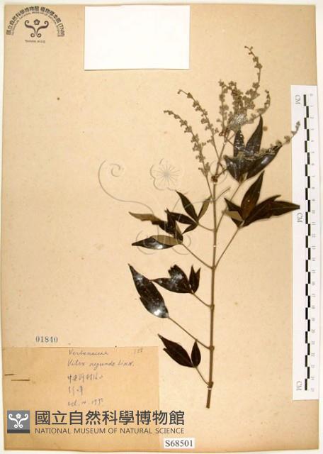 黃荊藏品圖，第1張