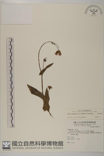 纓絨花藏品圖，第1張