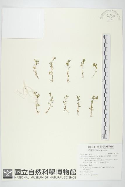 石胡荽、吐金草藏品圖，第1張