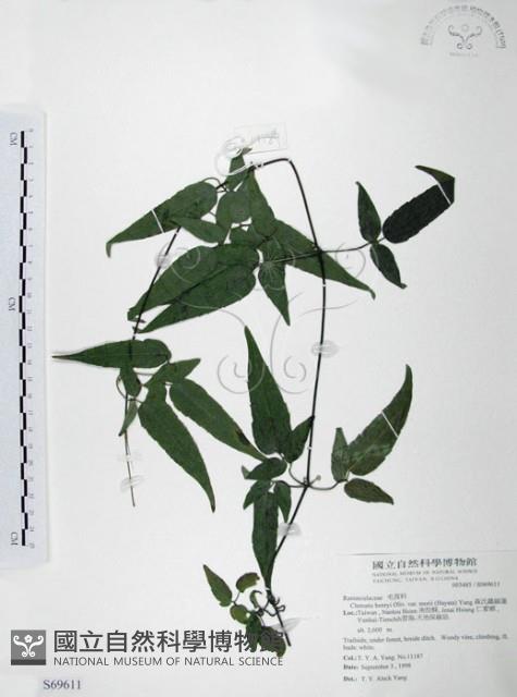 森氏鐵線蓮藏品圖，第1張