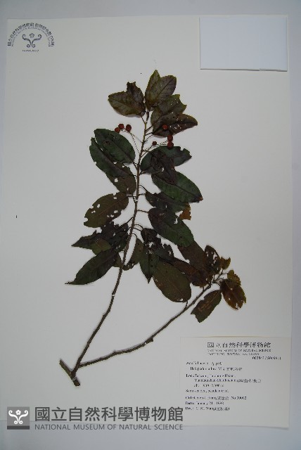 刻脈冬青藏品圖，第1張