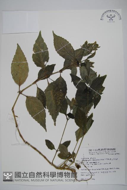 直立半插花藏品圖，第1張