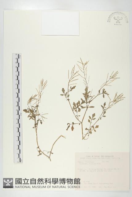 焊菜藏品圖，第1張