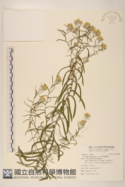 秋鼠麴草藏品圖，第1張