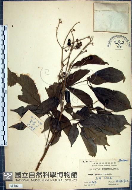 山埔姜藏品圖，第1張