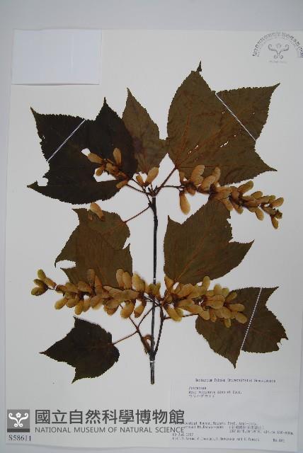 褐脈槭藏品圖，第1張