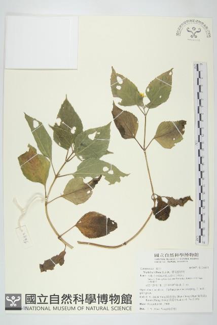 雙花蟛蜞菊藏品圖，第1張