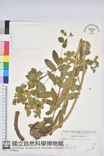 登錄號:S168611藏品圖，第1張