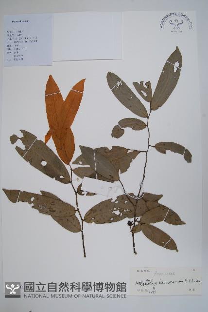 沙堡暗羅藏品圖，第1張