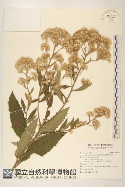 艾納香藏品圖，第1張