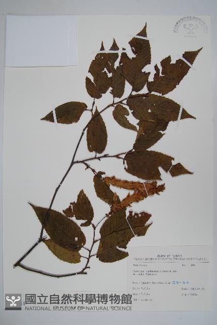 蘭邯千金榆藏品圖，第1張