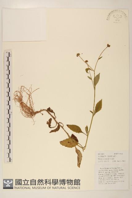 圓舌粘冠草藏品圖，第1張