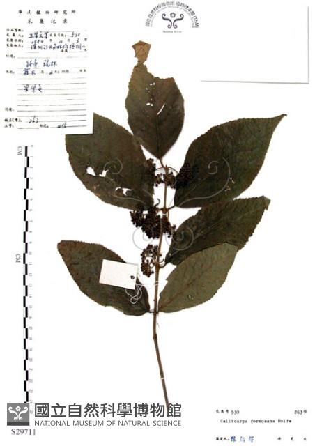 杜虹花，台灣紫珠藏品圖，第1張