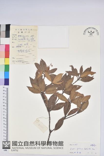 美麗馬醉木藏品圖，第1張