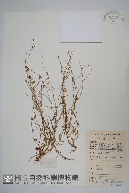 細葉蘭花參藏品圖，第1張