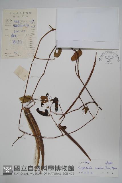 隱鱗藤藏品圖，第1張