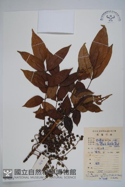 木蜡樹、野漆樹藏品圖，第1張