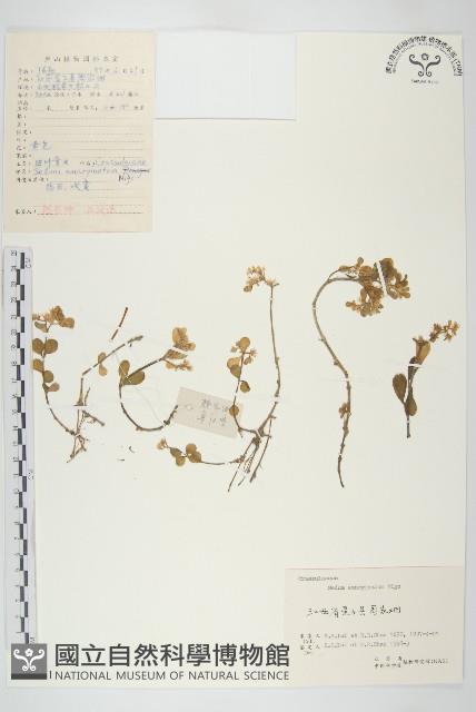 凹葉景天藏品圖，第1張