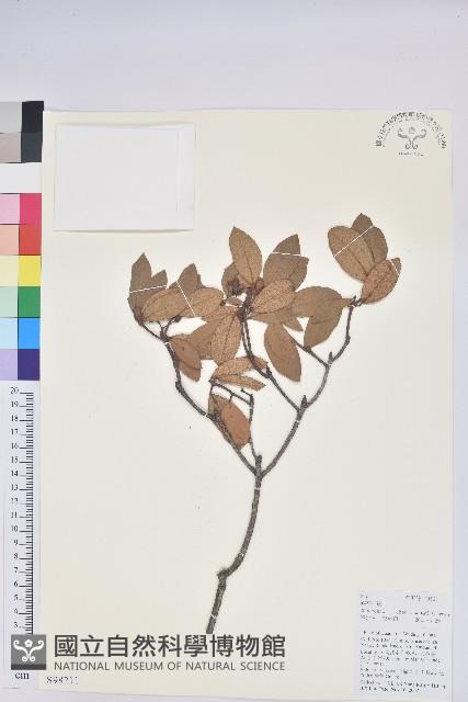 碟花杜鵑藏品圖，第1張