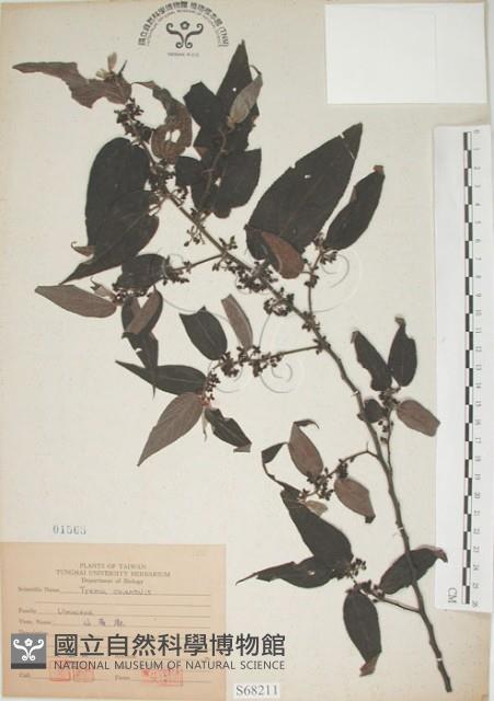 山黃麻藏品圖，第1張