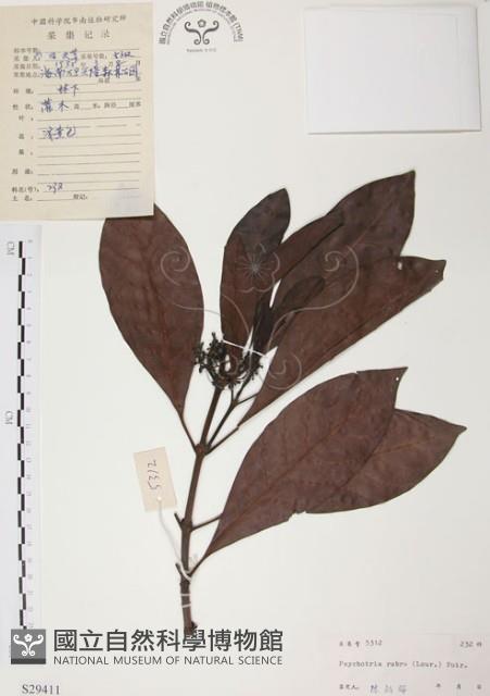 Wild Coffee Collection Image