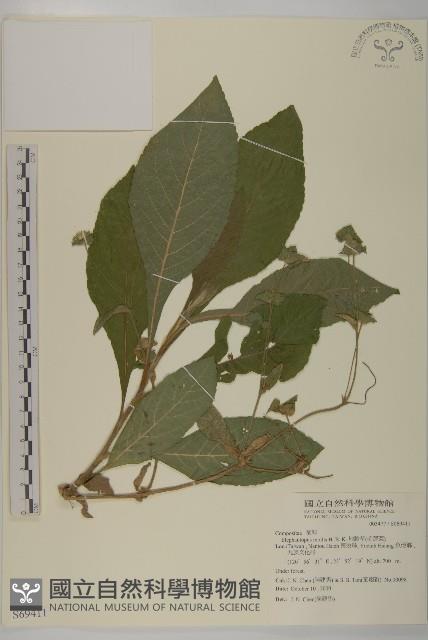 地膽草、毛蓮菜藏品圖，第1張