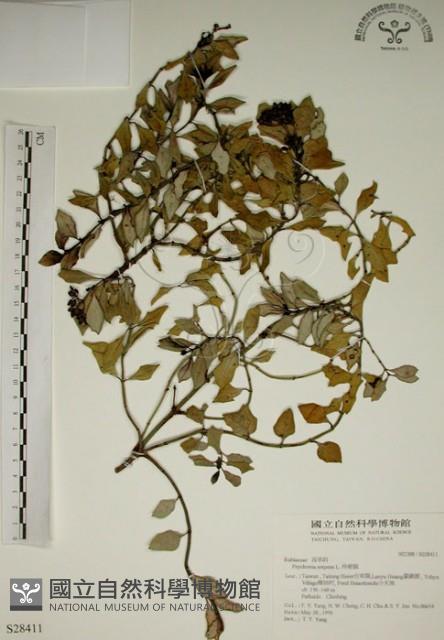 拎壁龍藏品圖，第1張