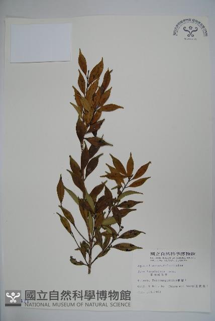 早田氏冬青藏品圖，第1張