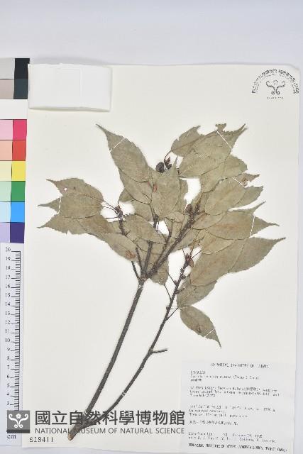 青剛櫟、鐵椆藏品圖，第1張