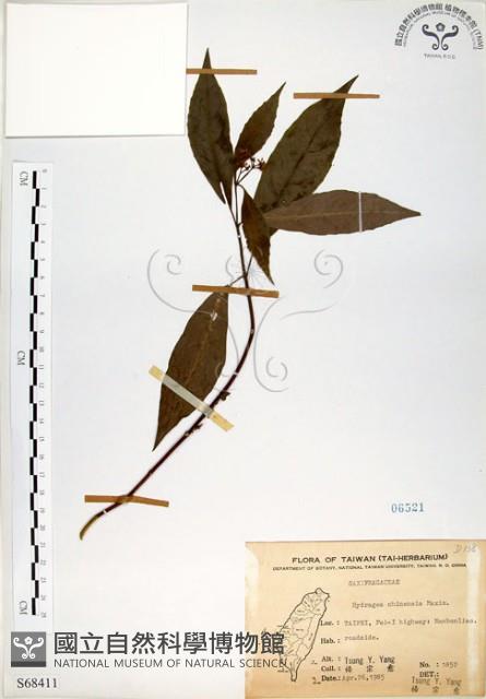 華八仙藏品圖，第1張