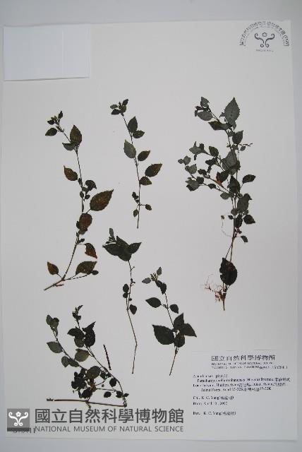 蘭嵌馬藍藏品圖，第1張