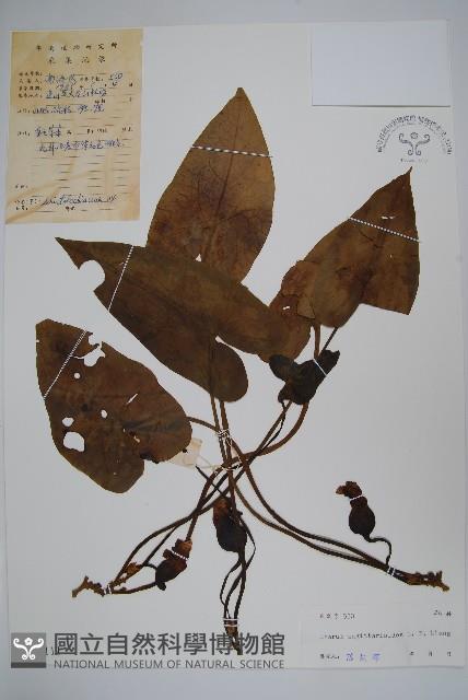 山慈菇藏品圖，第1張