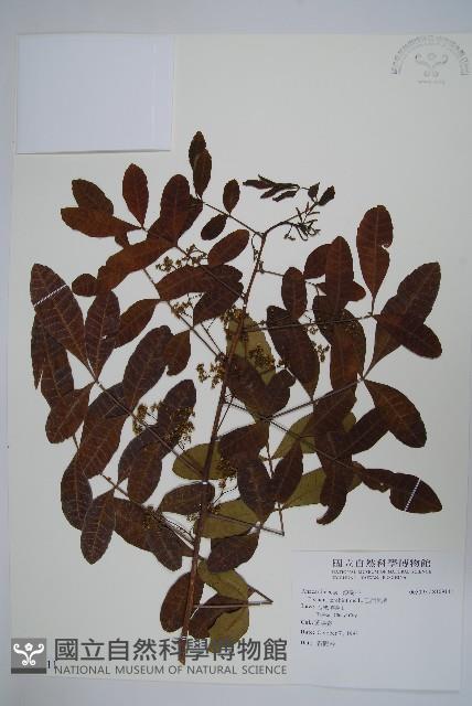 巴西乳香藏品圖，第1張