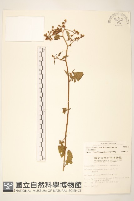 裂葉蔓黃菀藏品圖，第1張