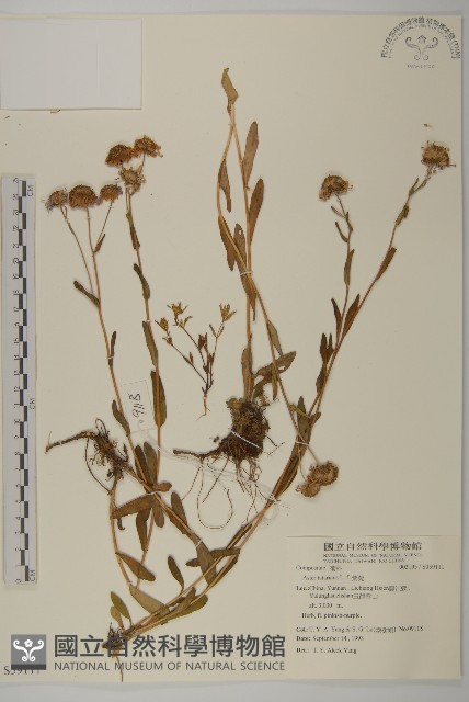 紫菀藏品圖，第1張